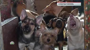 «Собачья жизнь» 03.02.2023