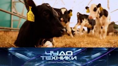 VR-очки для коров, фунготерапия и тапочки с эффектом хождения по песку 09.04.2022