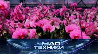 Клонирование орхидей, современные настольные игры и электрочистка для рыбы 06.03.2026