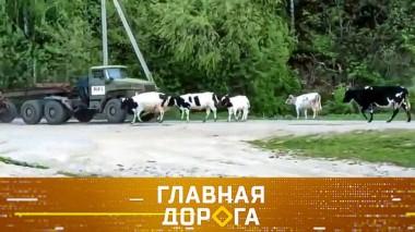 Аварии с животными и возмещение ущерба, управление скутером и правила пикапа с жестким ходом 20.08.2020