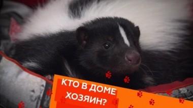 Игры со скунсом, гиперактивный терьер и общение с глухой кошкой 23.05.2019