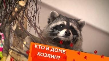 Непослушный енот и что делать, если собака грызет все вокруг 20.10.2018