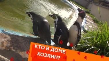 Почему пингвины боятся воды, а также - как усмирить чихуахуа и отучить кота пугаться своего отражения 25.10.2019