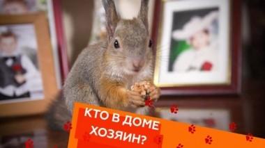 Ручная белка в квартире, агрессивный метис амстаффа и вредные привычки мейн-куна 12.04.2019