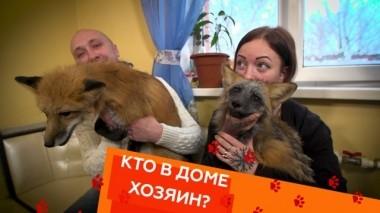 Ручные лисы, беспокойный хаски и жестокие игры кота 16.02.2019