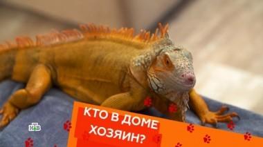 Террариум для игуан и обучение глухого пса командам 12.10.2018