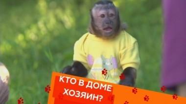 Воспитание обезьянки и трудный возраст у кота 07.09.2018