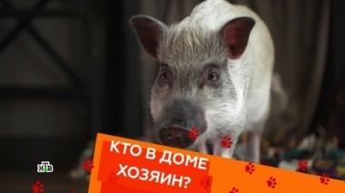 Выпуск двадцать третий 31.08.2018