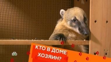 Выпуск двенадцатый 06.04.2018