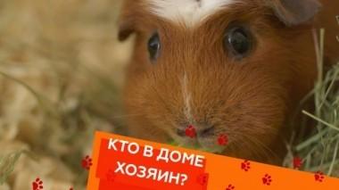 Выпуск тридцать пятый 24.11.2018