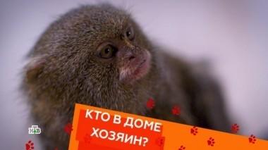 Выпуск тридцать второй 03.11.2018