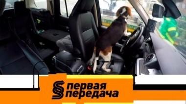 Законно ли эвакуировать машину с собакой внутри и как навести порядок в салоне? 26.01.2019