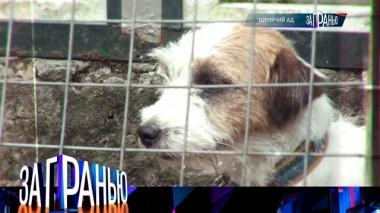 «Щенячий ад» 07.10.2024