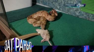 «Хладнокровные гады» 14.12.2022