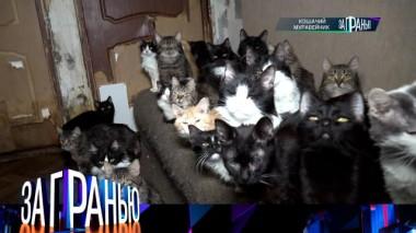 «Кошачий муравейник» 28.02.2023